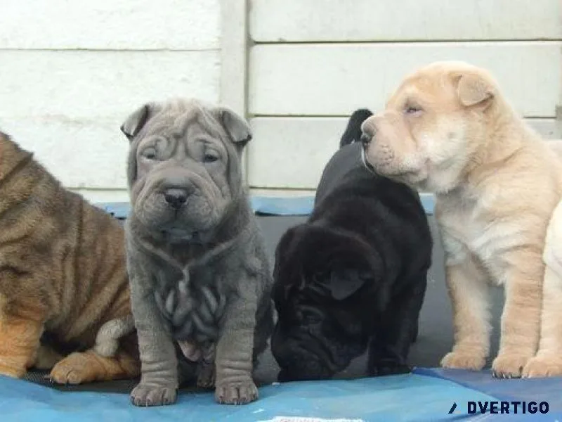 Healthy Wrinkled Shar Pei Puppies