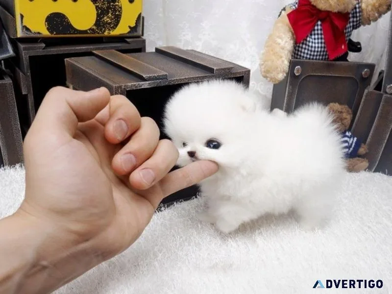 Healthy Micro Teacup Pomeranian puppies for sale