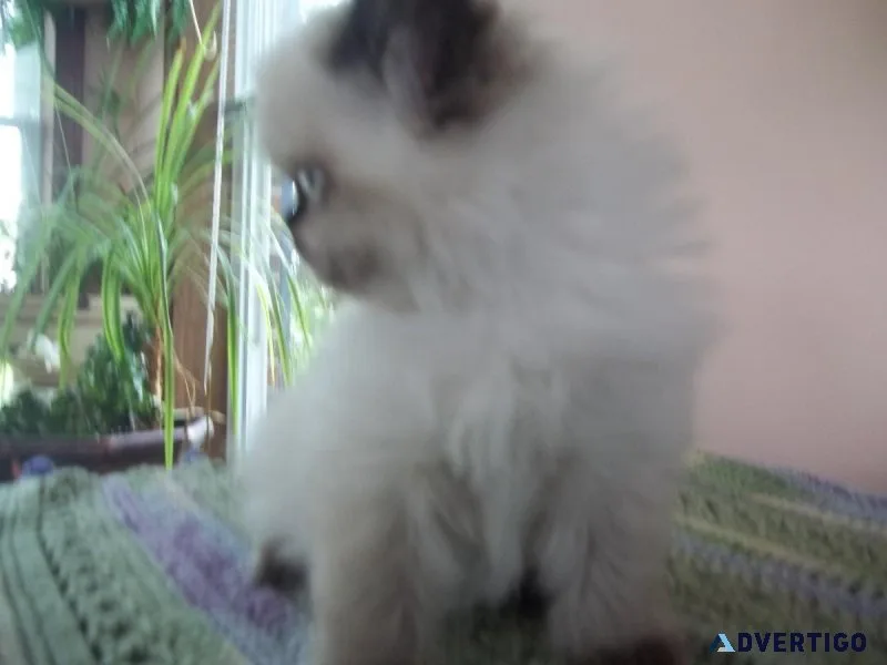 EXCEPTIONAL HIMALAYAN KITTEN