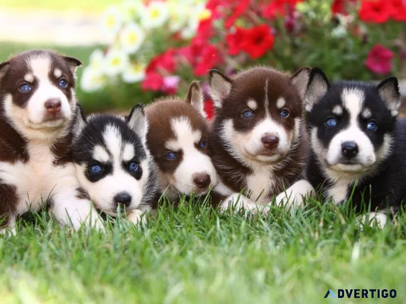 Siberian Husky Puppies Available