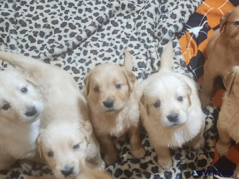 Golden Retriever puppies