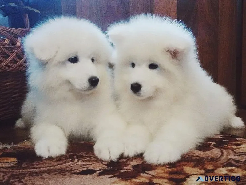 Lovely Samoyed puppies