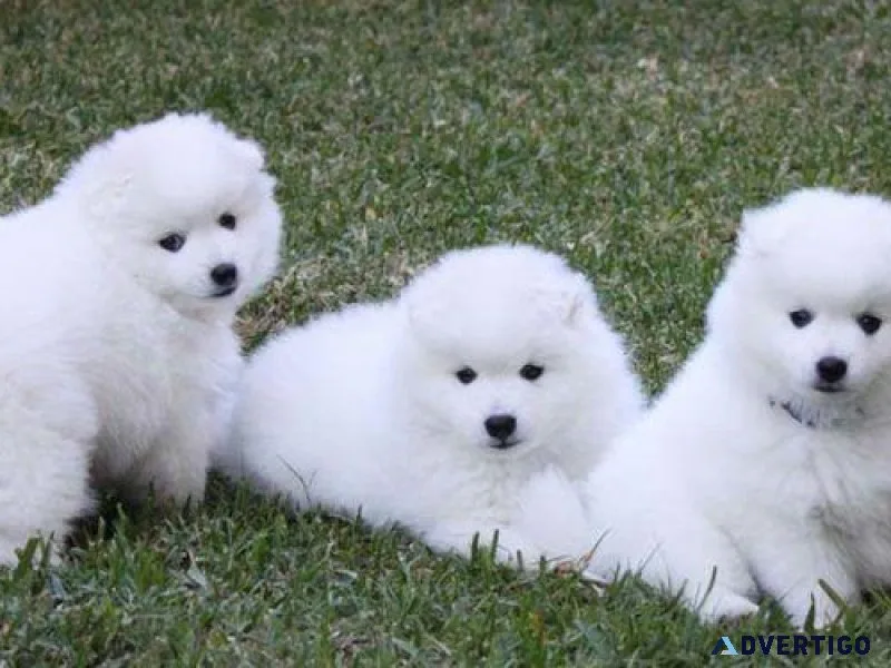 Japanese Spitz puppies