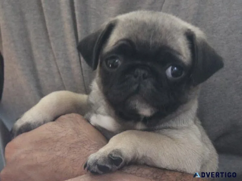 AKC Pug Puppies