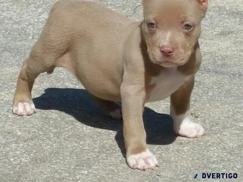 AKCUKC American Pit Bull Terrier Puppies for sale