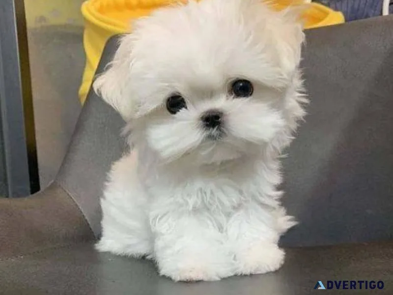 Healthy Teacup Maltese puppies ready to go now