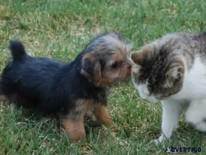 Well Socialized Norfolk Terrier puppies for sale