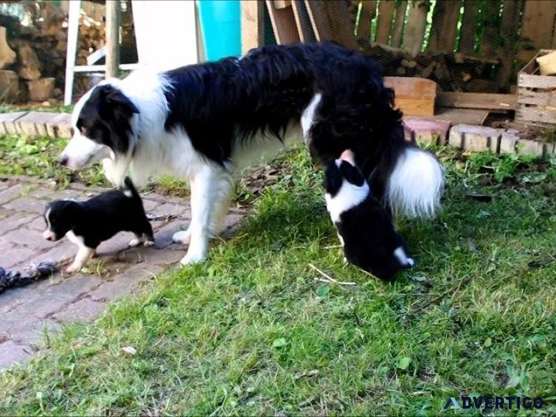 Home raised Border Collie puppies for sale.