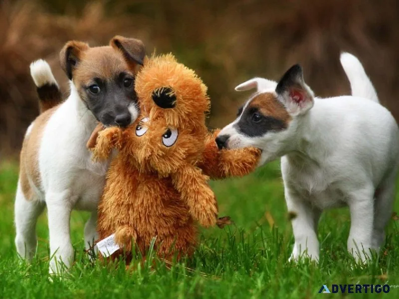 FOX TERRIER PUPPIES