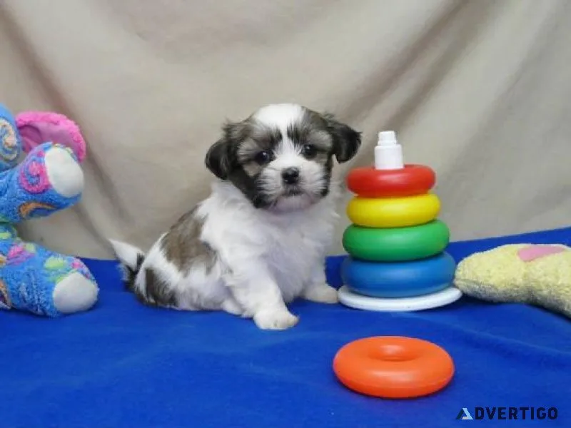 Adorable SHIH TZU PUPPIES 