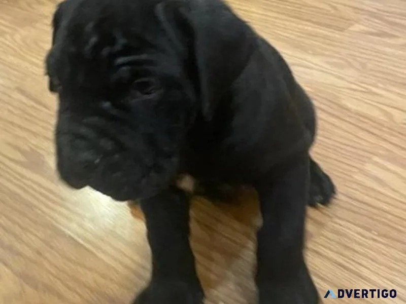 Gorgeous Neapolitan Mastiff puppies for sale