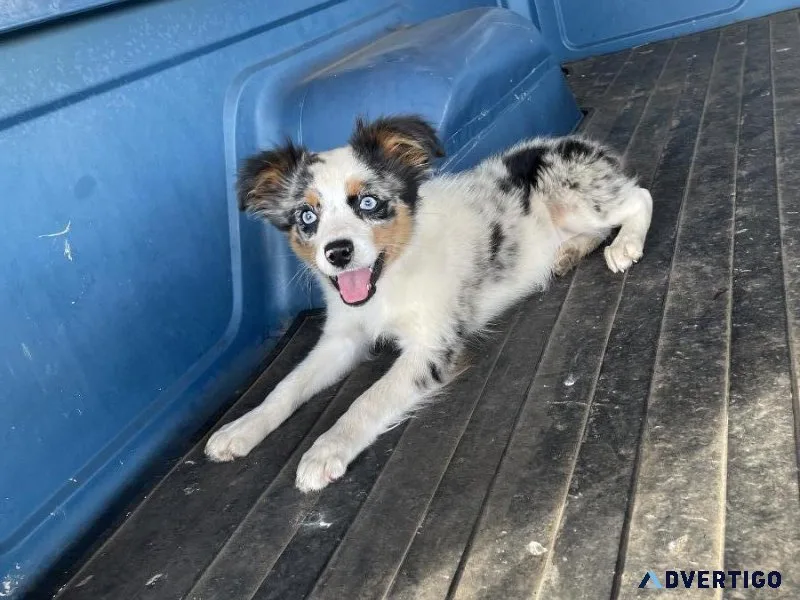 Miniature Australian Shepherd