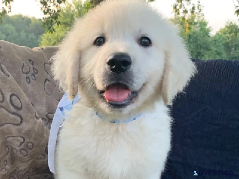 My golden retriever had puppies that are in need of a new home
