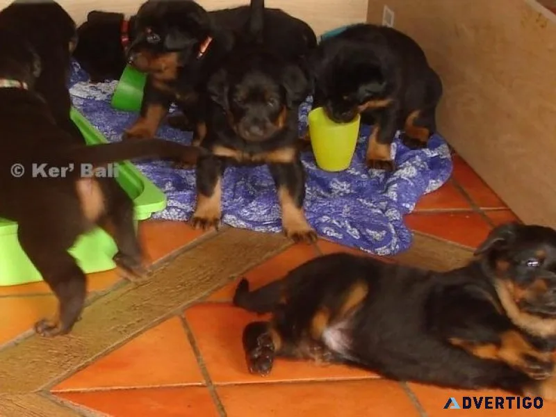 Home raised Beauceron puppies for sale.
