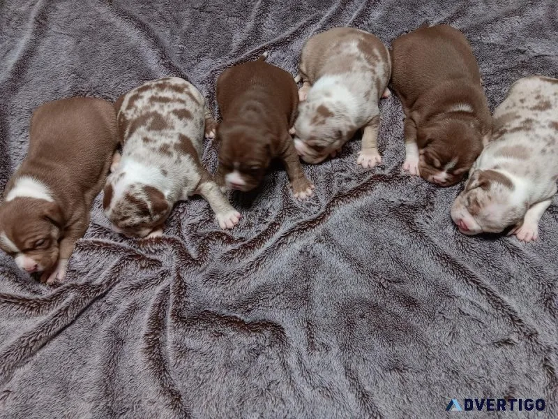 Pocket American bullies