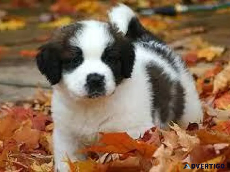Saint bernard