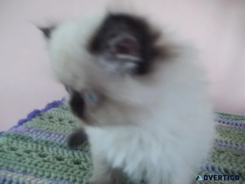 AFFECTIONATE SEALPOINT HIMALAYAN KITTEN