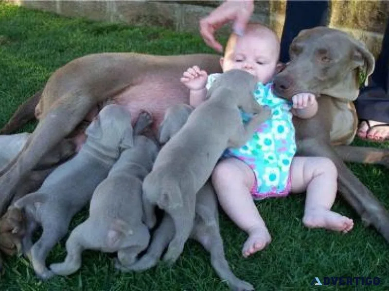 Jovial Weimaraner Puppies