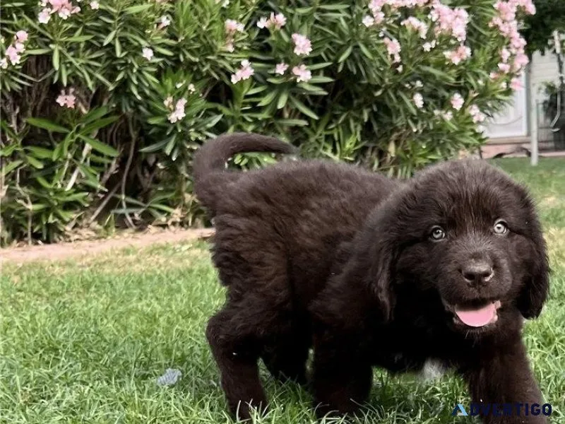 Well Socialized Newfoundland puppies