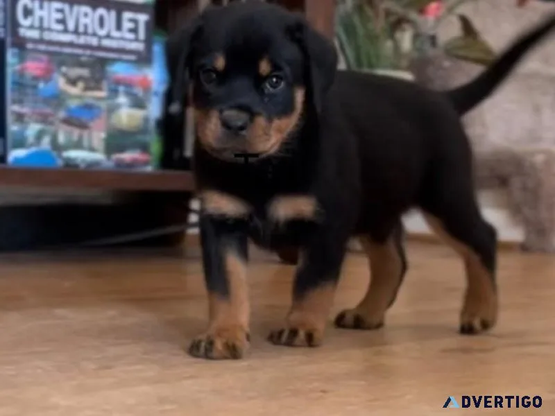 Full German Rottweiler puppies for sale.