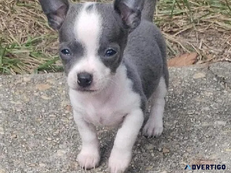 Chihuahua