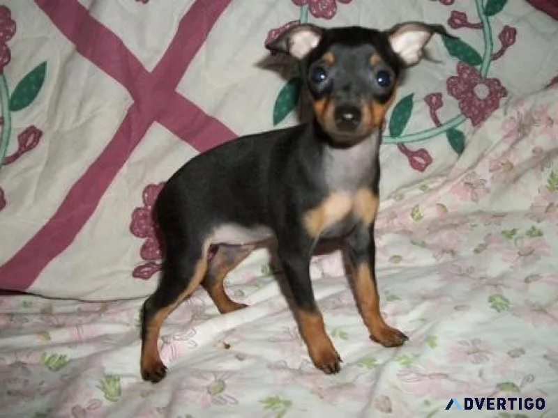 Gorgeous Miniature Pinscher Puppies for sale