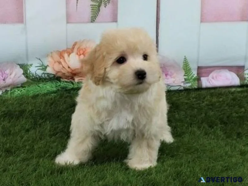 Male and female Maltipoo Puppies for sale.