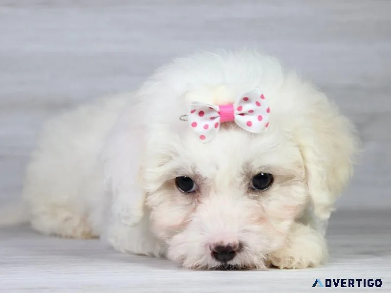 Maltipoo Magic Puppies Available Now