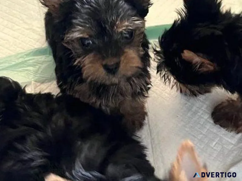 AKC Yorkshire Terrier puppies for sale