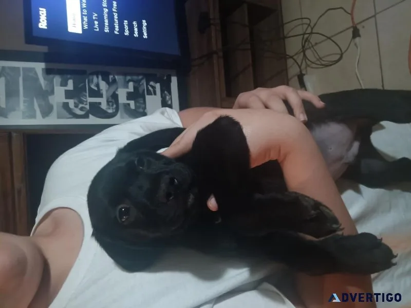 Black lab mix puppies
