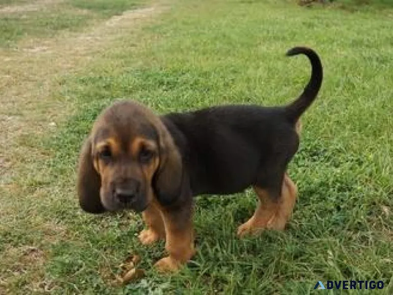 Very intelligent Bloodhound puppies for sale.