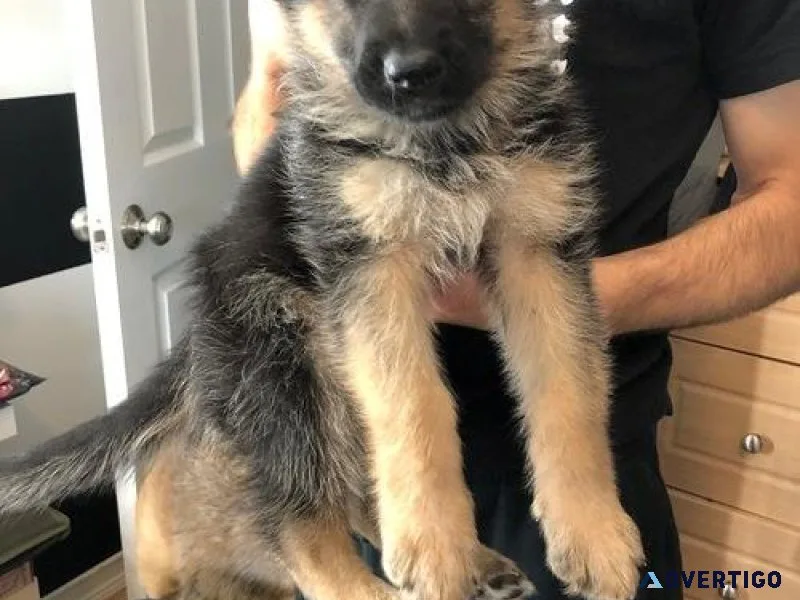AKC German Shepherd Puppies for sale.