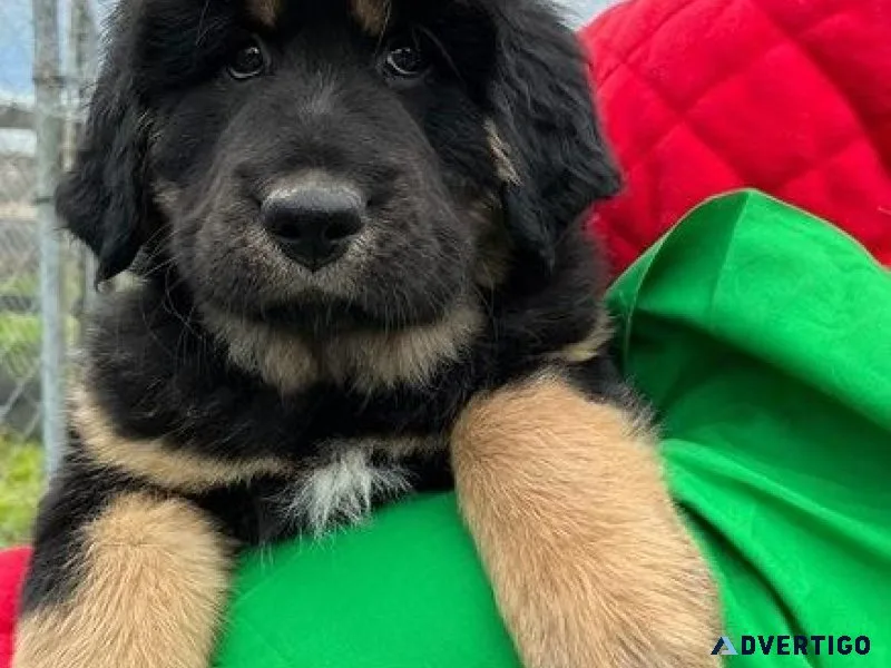 Adorable Tibetan Mastiff puppies for sale