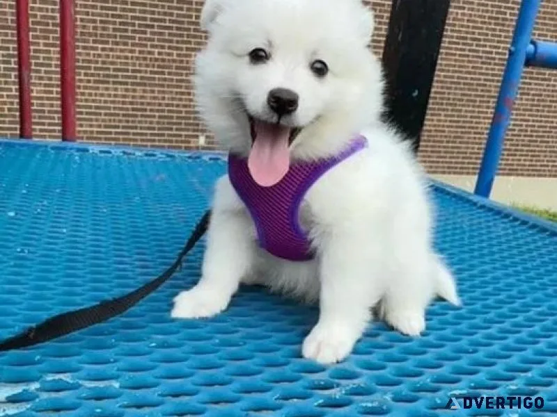 Beautiful American Eskimo Puppies