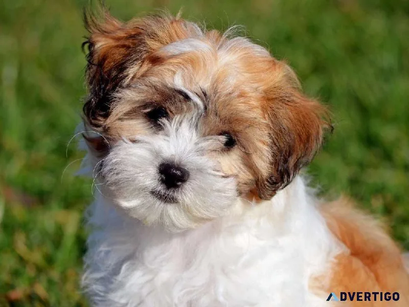 Teddy bear pups