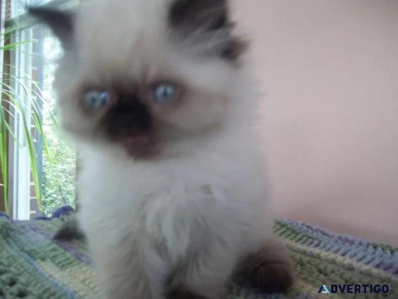 CUDDLY HIMALAYAN KITTEN