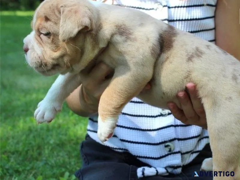 Gorgeous Olde English Bulldogge puppies