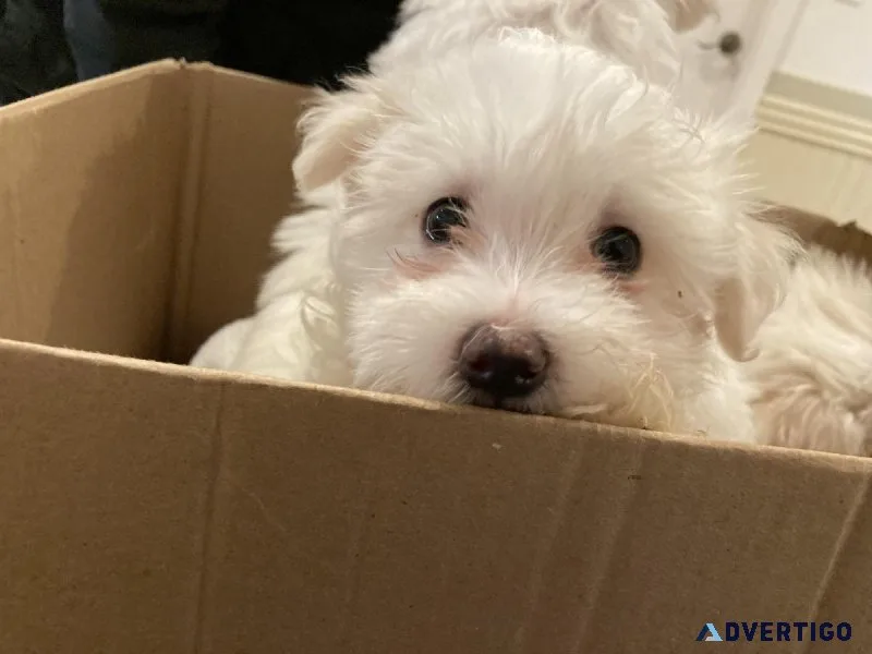 Maltese male puppy 8 weeks old
