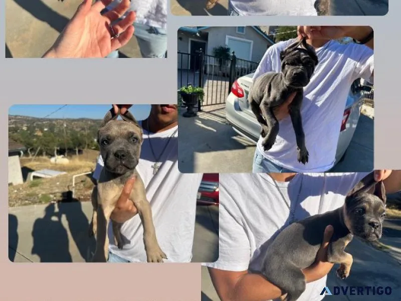 Cane corso puppies