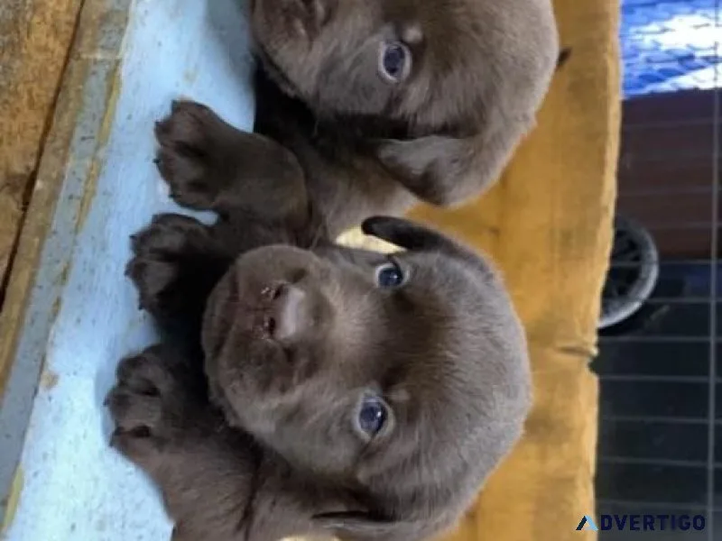 Charcoal and Silver labs
