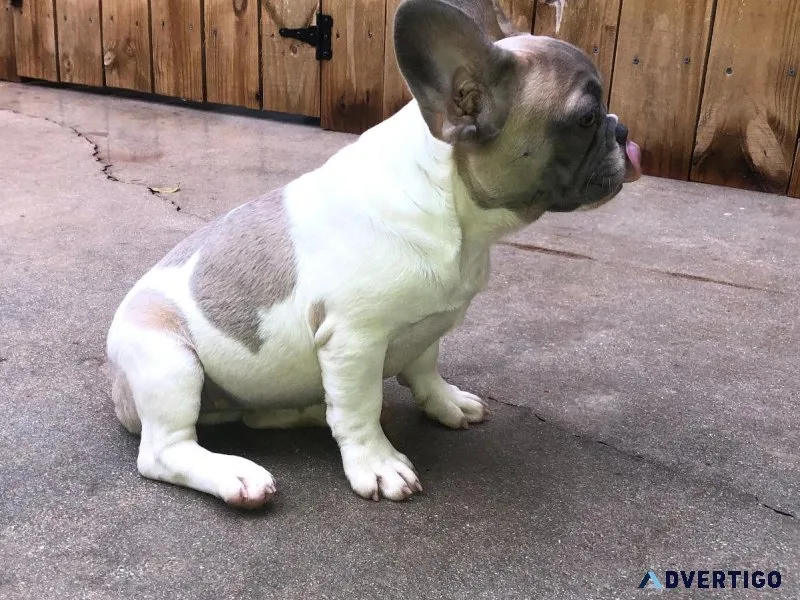 Frenchie lookin  4 the  perfect forever home