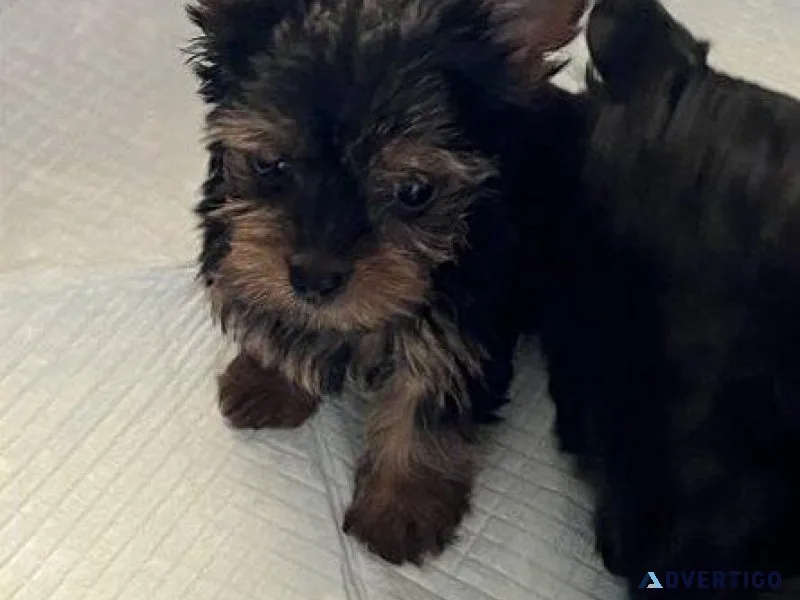 Teacup Yorkshire Terrier puppies for sale.