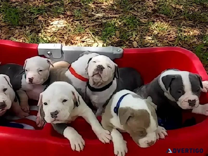 Pit-bull Puppies Available