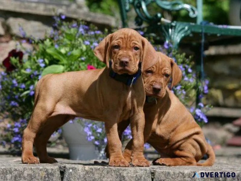 Vizsla Puppies