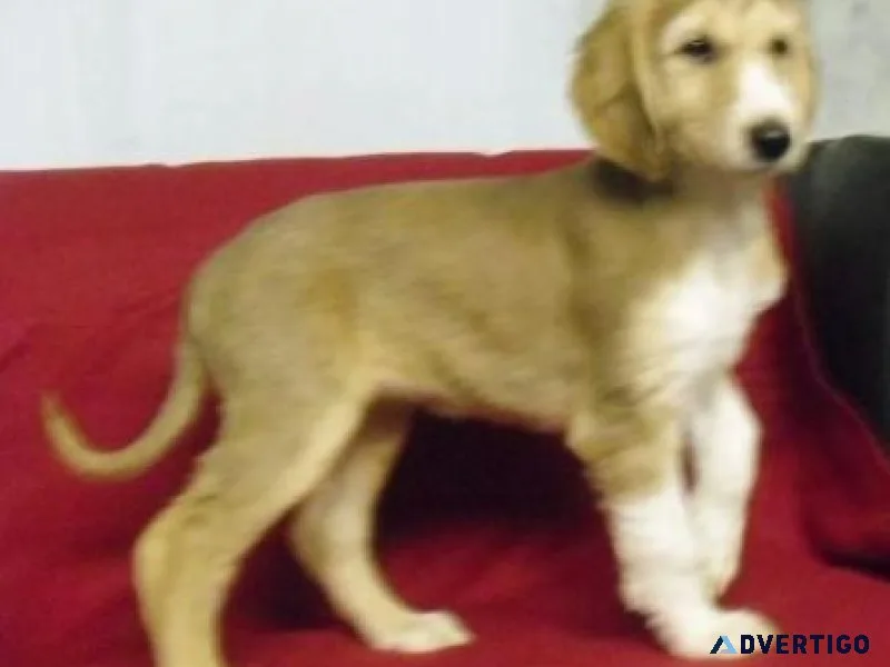 House raised Afghan Hound Puppies