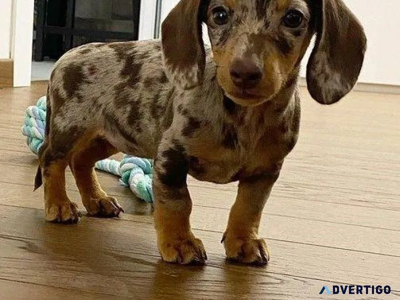 Dachshund Puppies