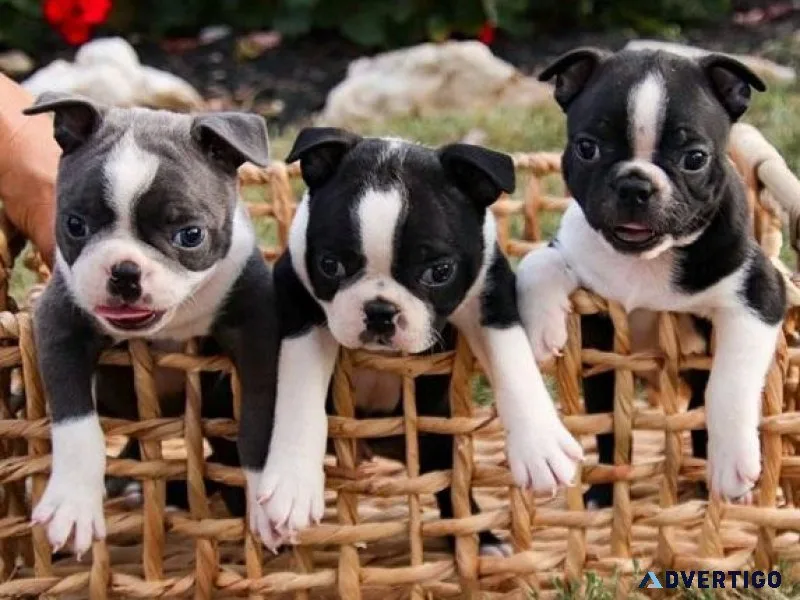 Adorable Boston Terrier puppies for sale
