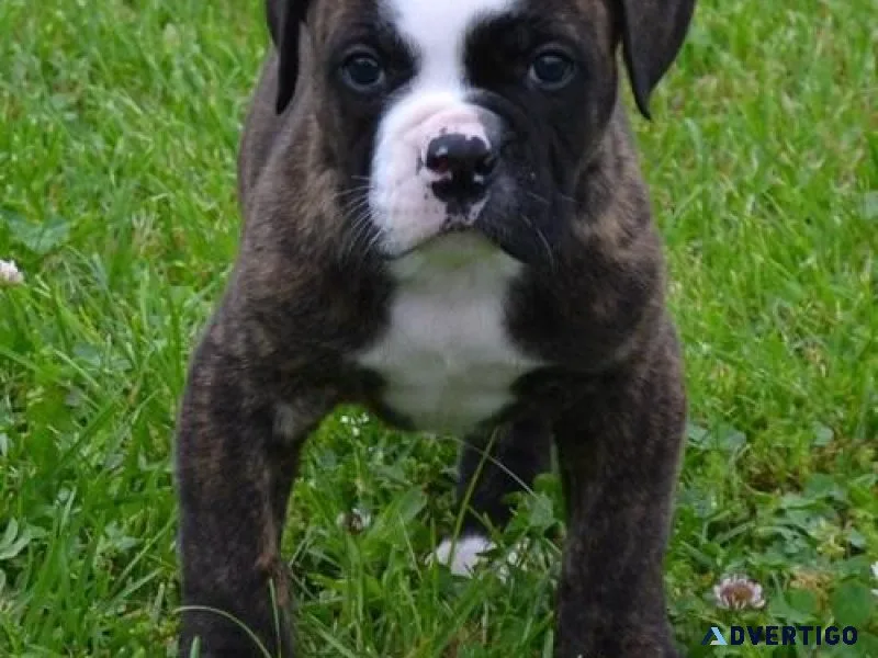 Beautiful Energetic American Bulldog Puppies