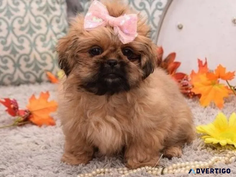 Cutest Shinese puppies for sale.