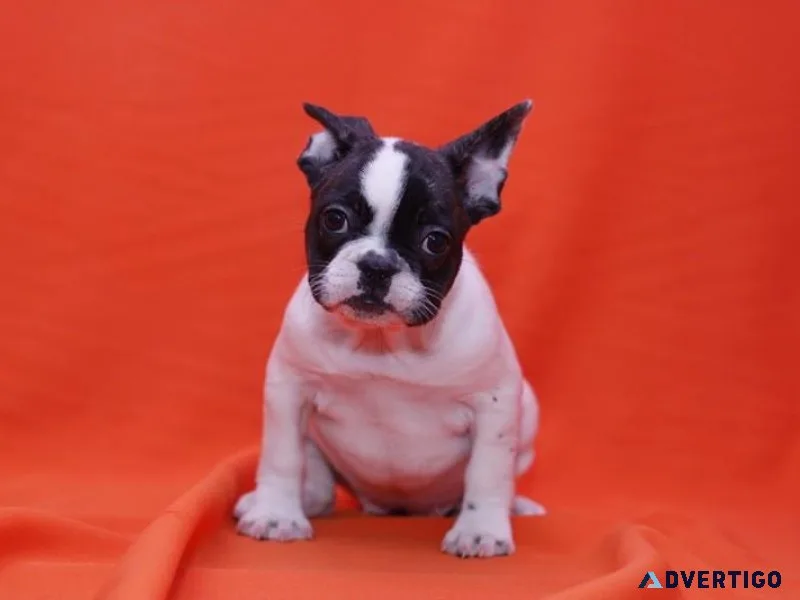 French Bulldog puppies.